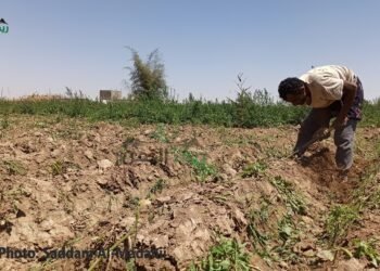 مزارعو مأرب يخوضون حرب أخرى من أجل العيش