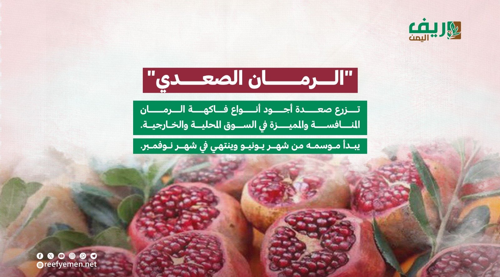 الرمان الصعدي اليمني