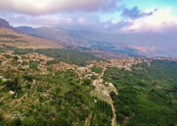 القرود تسطو على مزارع المحويت ولا إمكانيات مواجهتها