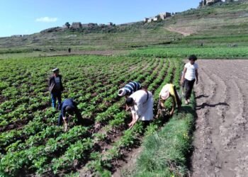 غلاء الثيران يدفع المزارعين اليمن بإب للتوجه نحو الآلات الحديثة
