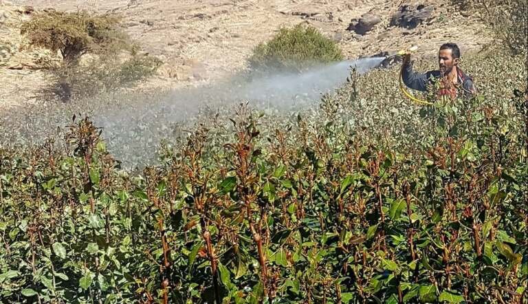 مبيدات شجرة القات: القاتل المتسلسل للنحل في اليمن