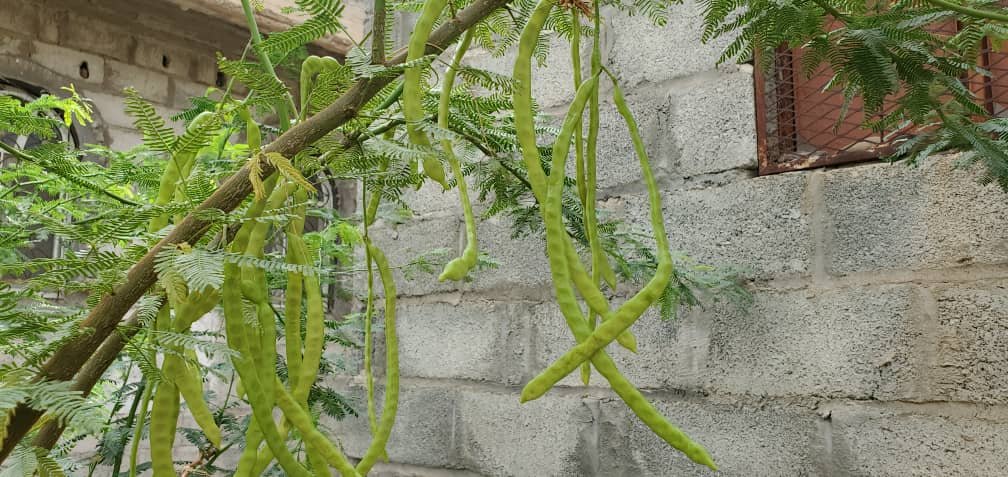 شجرة السيسبان في تهامة: حامي الأراضي الزراعية تتحول آفه