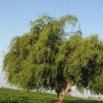 43747832_692111821162716_2221437212401074176_n