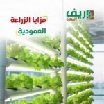 402481229_731986942303556_5691214340615276437_n