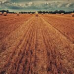 pexels-johannes-plenio-1146717