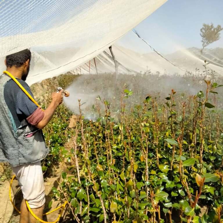 استخدام المبيدات العشوائي: خطر يهدد الأرض والإنسان