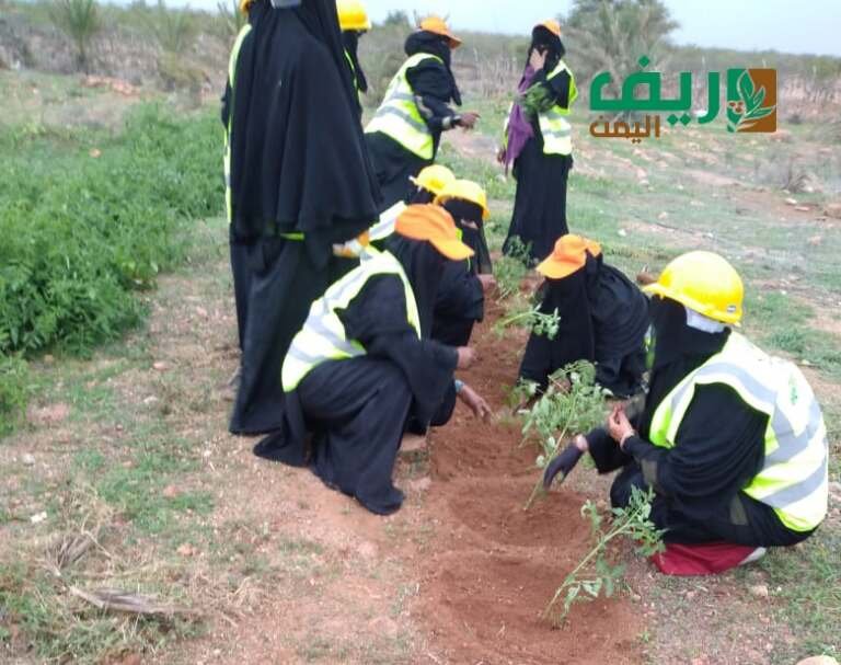 قصة نجاح ملهمة.. مشروع زراعي بكادر نسائي في سقطرى
