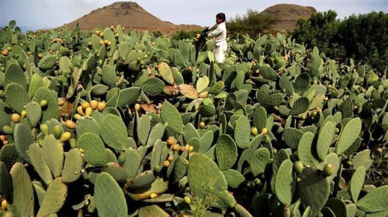 التين الشوكي.. فُرص واعدة للاستثمار رغم غياب الاهتمام