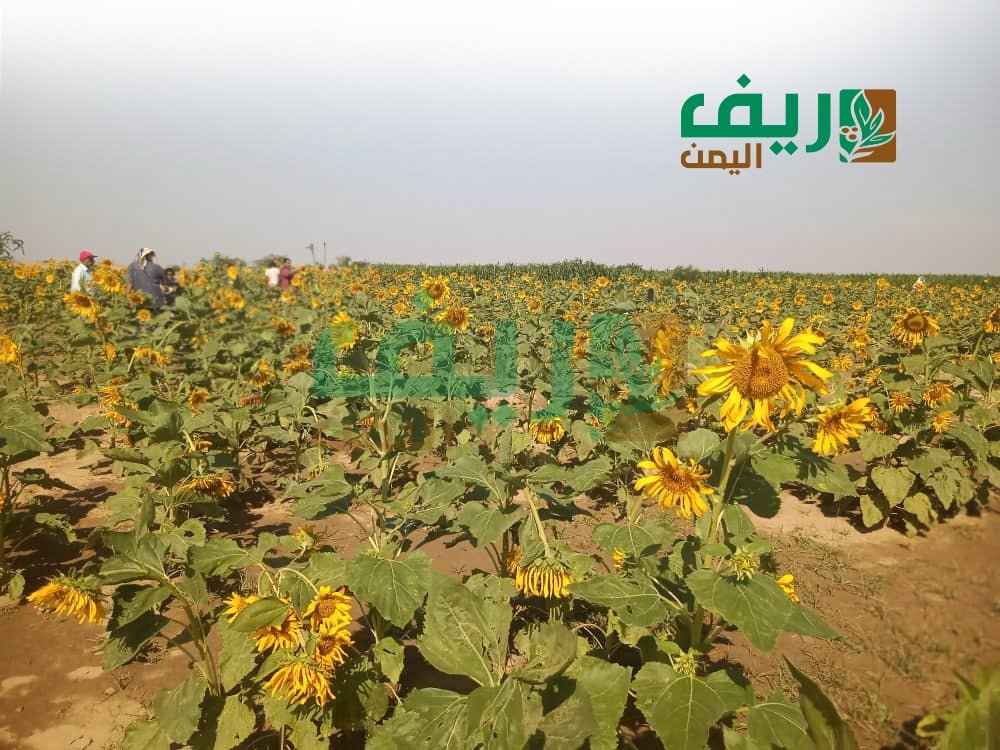 عبّاد الشمس بالحديدة.. مزارعون يسردون تجربة النجاح