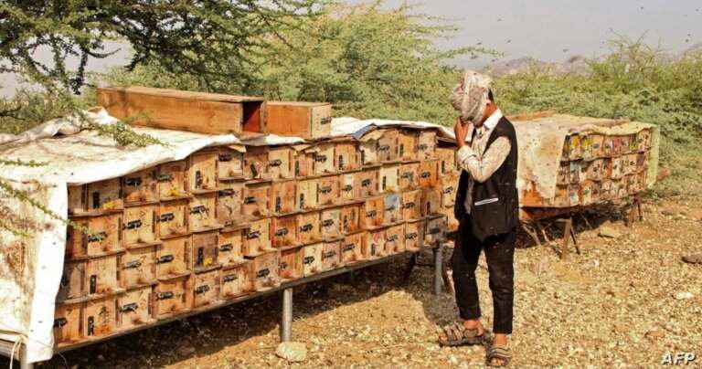 تربية النحل.. مصدر معيشي لأكثر من 100 ألف أسرة