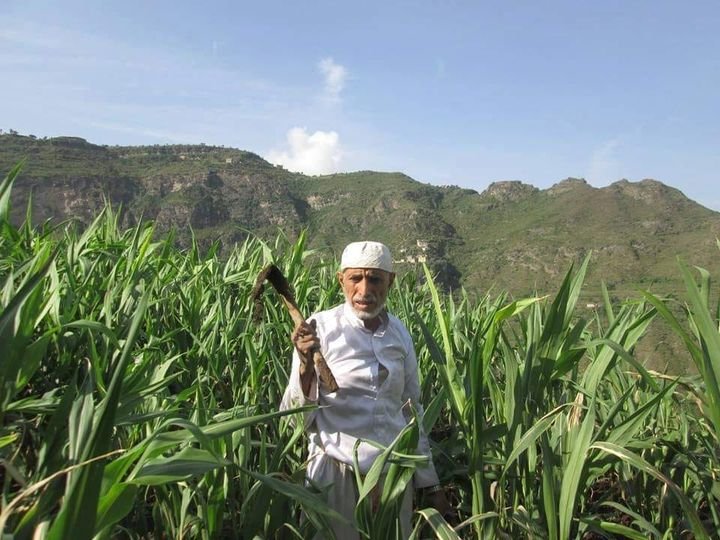 ماهو المقلح في اليمن؟