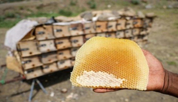 التغيرات المناخية تهدد مستقبل النحالين وإنتاج العسل