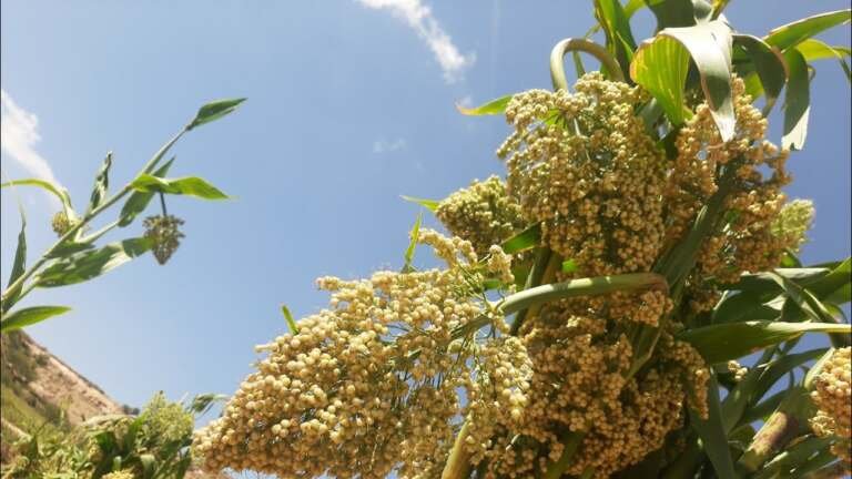 الذرة الرفيعة في ذمار