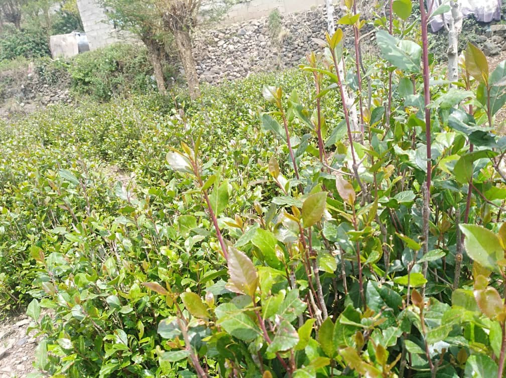 جزء من مزرعة "قات" في ريف محافظة إب اليمنية (منصة ريف اليمن)