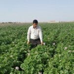 أشهر المعالم الزراعية في اليمن