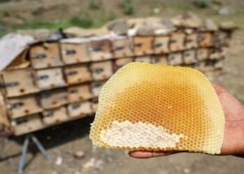 التغيرات المناخية تهدد مستقبل النحالين وإنتاج العسل