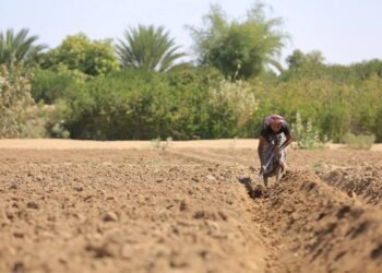 مأرب.. غياب الدعم تحدٍ يعرقل انتعاش قطاع الزراعة
