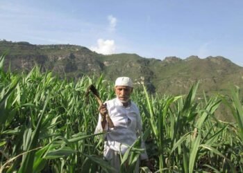 ماهو المقلح في اليمن؟
