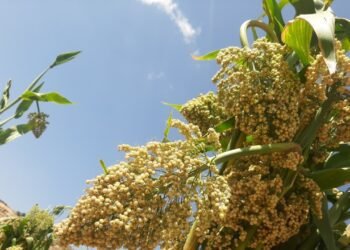الذرة الرفيعة في ذمار