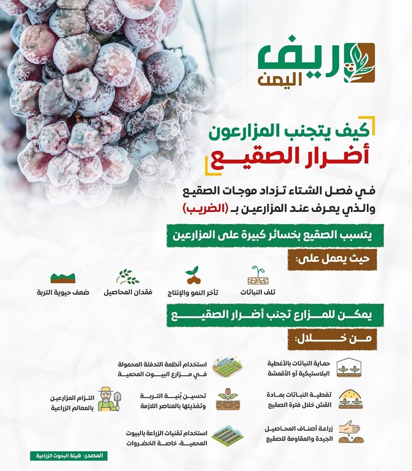 أضرار موجات الصقيع على المزارعين (منصة ريف اليمن)