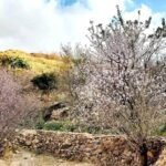 أشجار اللوز