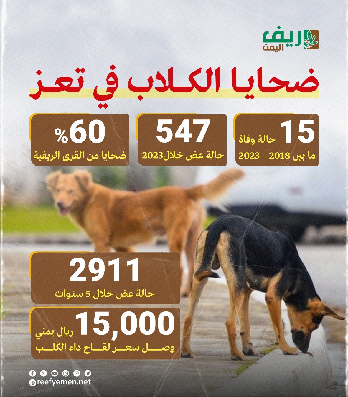 الكلاب الضالة بريف تعز: الموت بين أنياب حادة