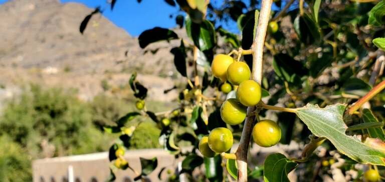 ما علاقة إنتشار الآفات الزراعية بالتغير المناخي؟
