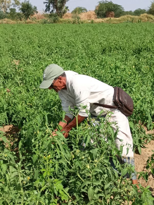 هل يمكن نجاح الزراعة بلا أسمدة أو مبيدات صناعية؟