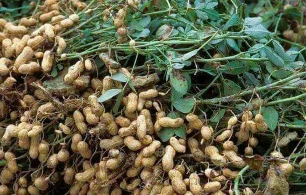 كيفية زراعة الفول السوداني