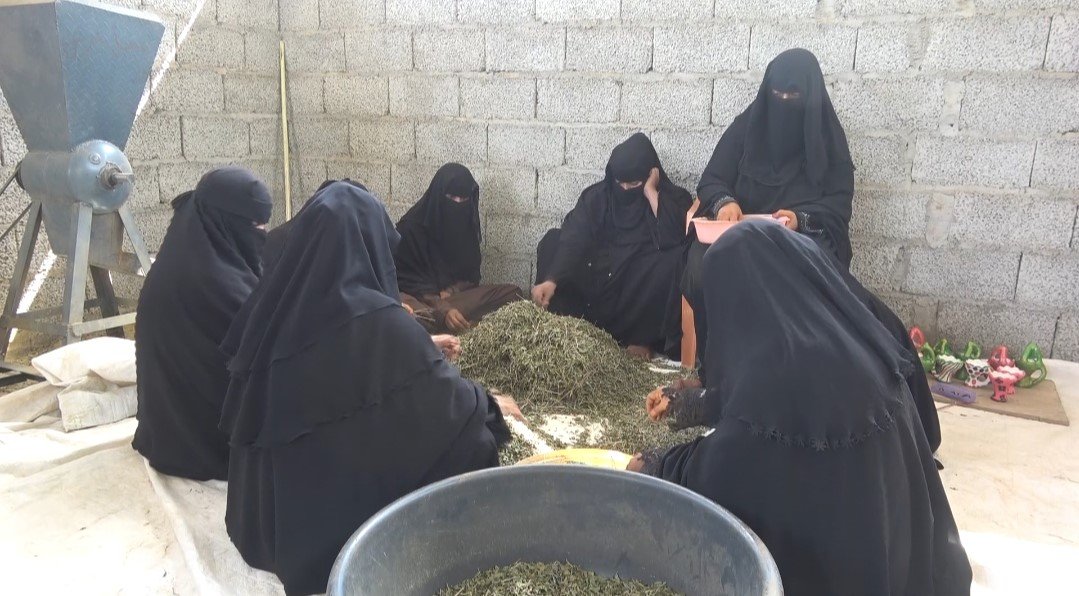 النقش بالحنّاء: زينة ومهنة للنساء في قرى لحج