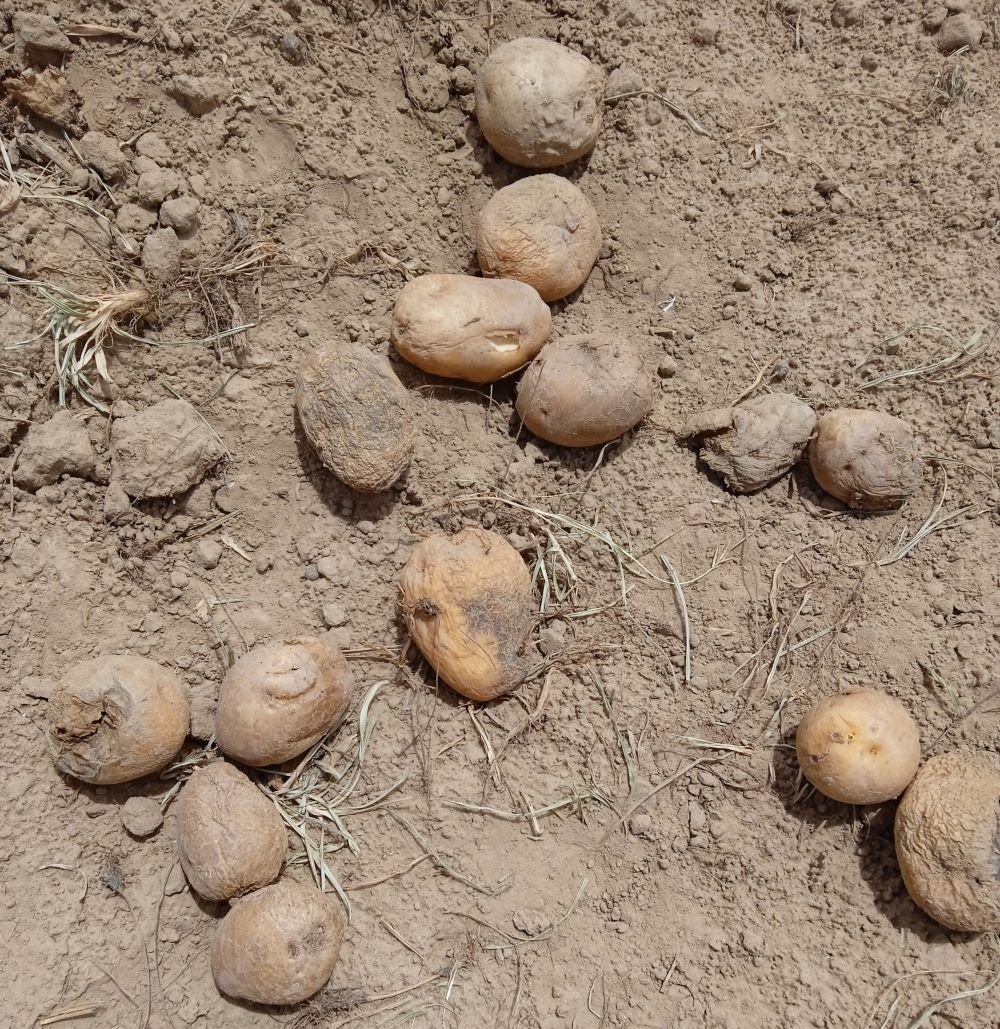 مزارعو البطاط بمأرب بين كماشة الكساد وغياب الحلول
