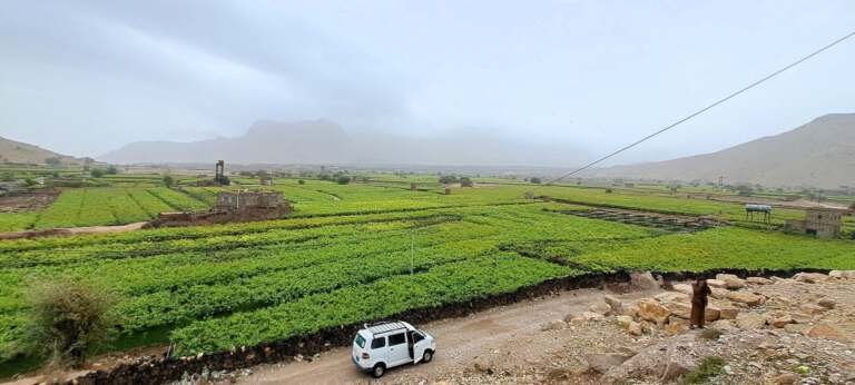 "العنب الجُبري".. فاتحة الموسم من مزارع عَمران