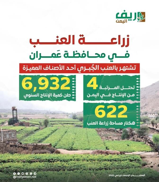 زراعة العنب في عمران (منصة ريف اليمن)