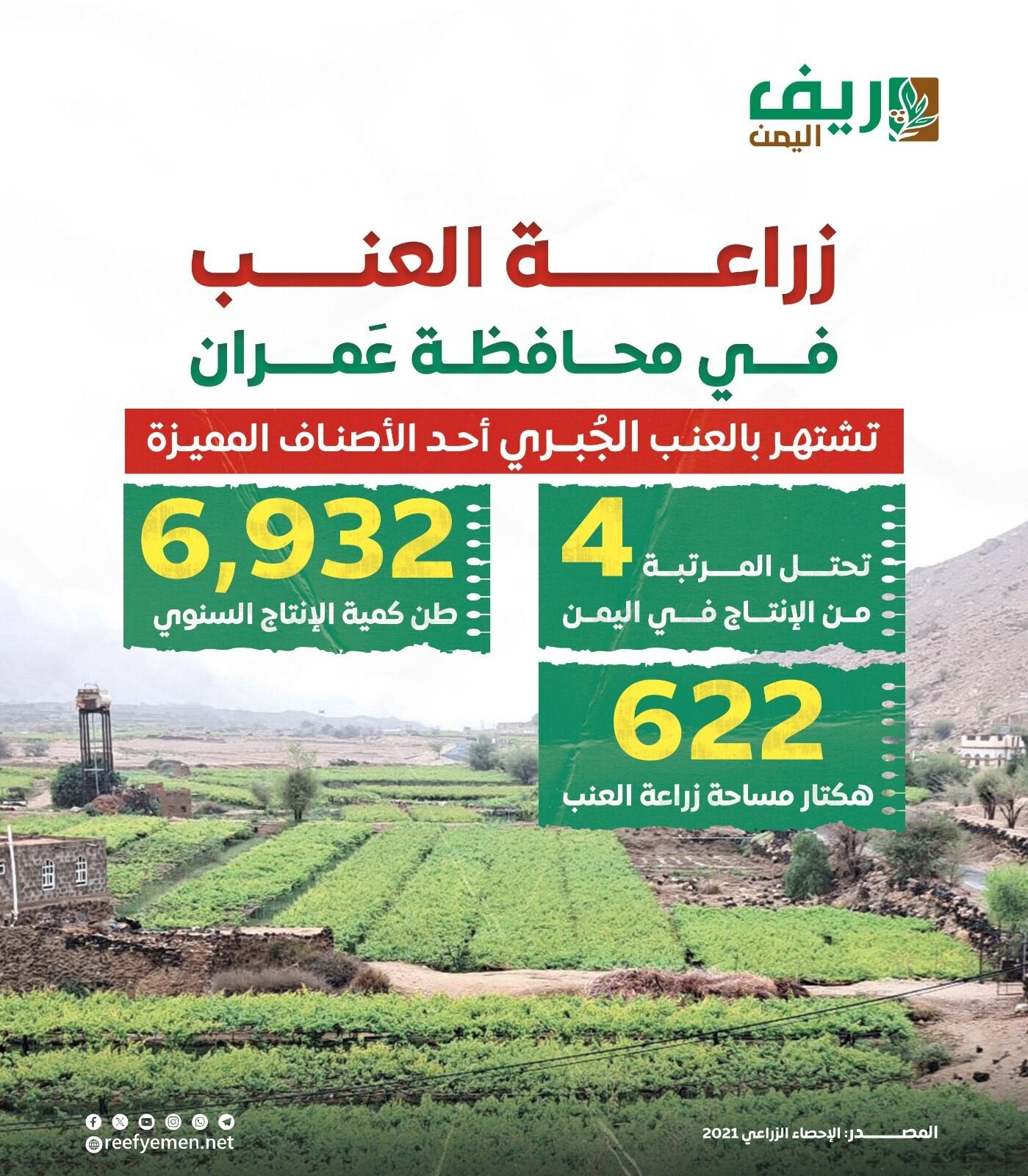 زراعة العنب في عمران (منصة ريف اليمن)