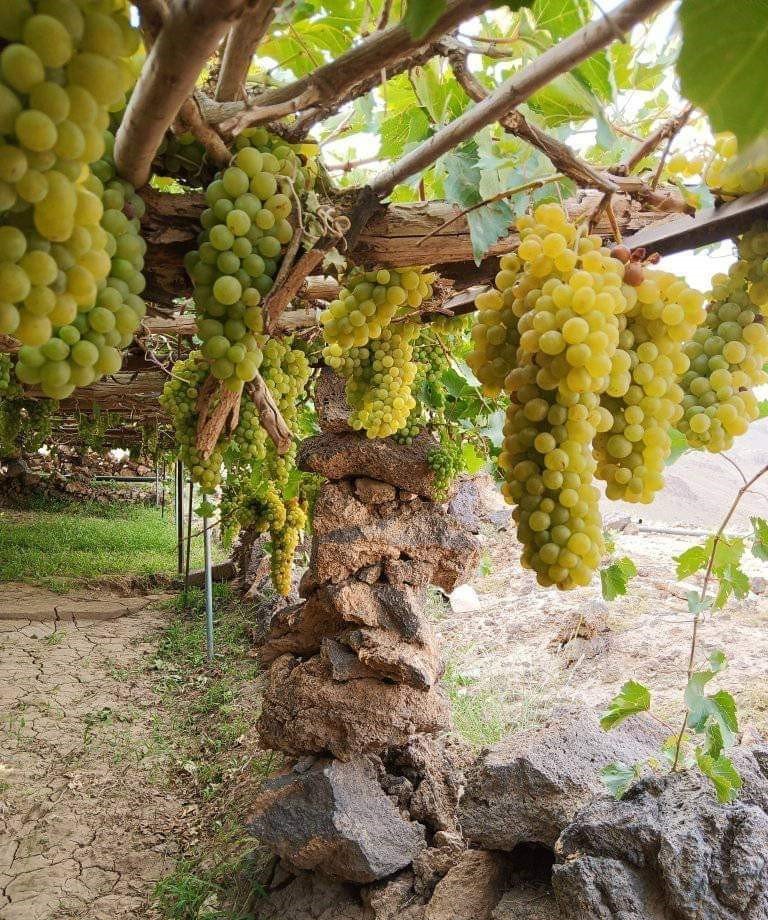 "العنب الجُبري".. فاتحة الموسم من مزارع عَمران