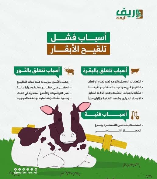 ما أسباب عدم إخصاب الأبقار رغم تكرار تلقيحها؟