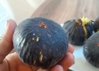 ماهي طرق تجفيف التين؟
