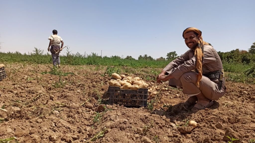 مزارعو البطاط بمأرب بين كماشة الكساد وغياب الحلول