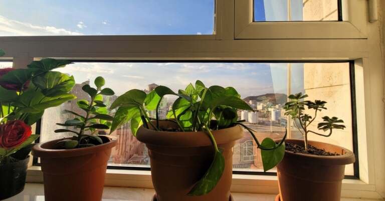10 أخطاء شائعة في زراعة النباتات