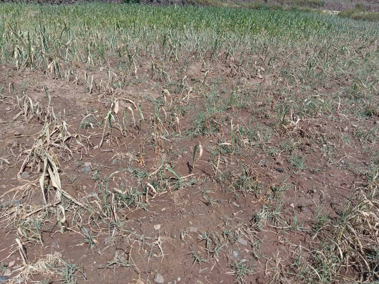 الجفاف يهدد المحاصيل الزراعية بسبب قلة الأمطار