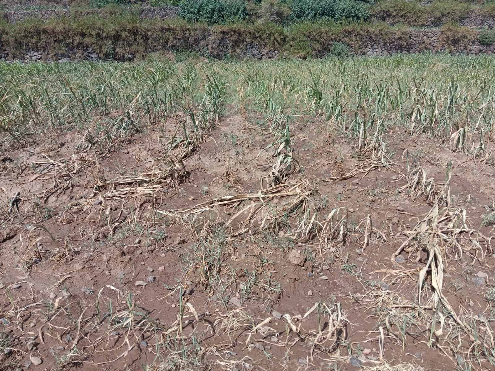الجفاف يهدد المحاصيل الزراعية بسبب قلة الأمطار