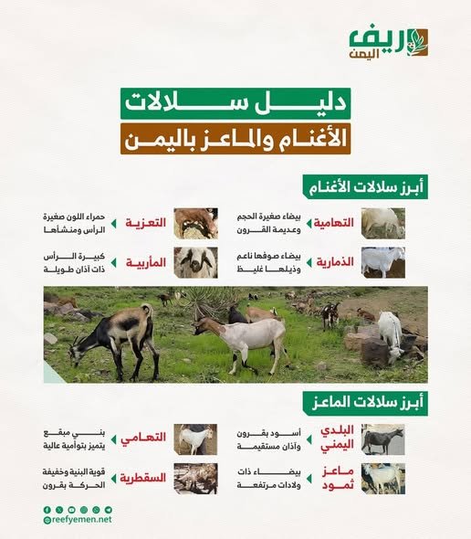 تعرف على سلالات الأغنام والماعز في اليمن