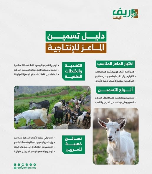 ماهي طرق تسمين الماعز؟