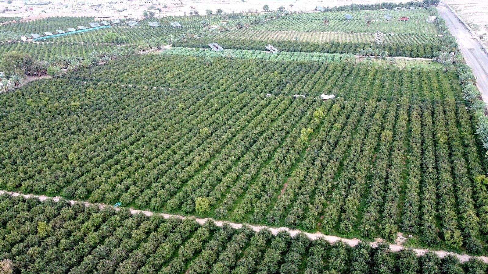 صعدة.. الأرض الخصبة والتأريخ العريق