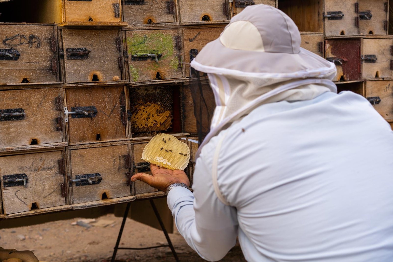 العسل اليمني.. إرث أجيال وجودة عالمية
