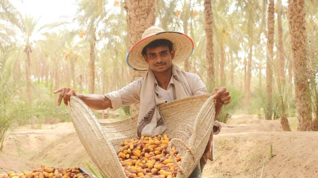 تمور المناصف بتهامة.. مصدر معيشي وكرنفال شعبي