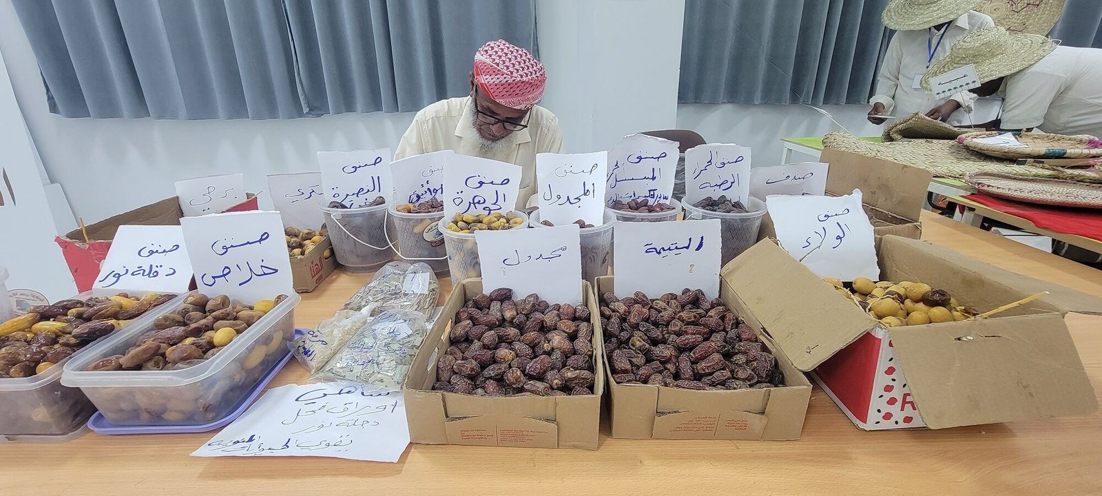 أشجار النخيل بحضرموت.. آفات وتوسع عمراني يهدد بقائها