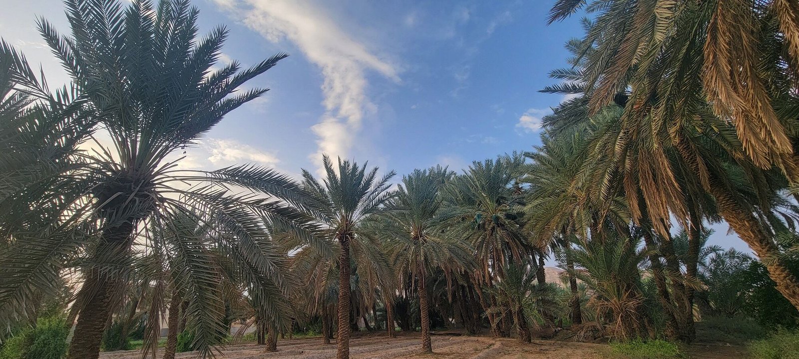 أشجار النخيل بحضرموت.. آفات وتوسع عمراني يهدد بقائها