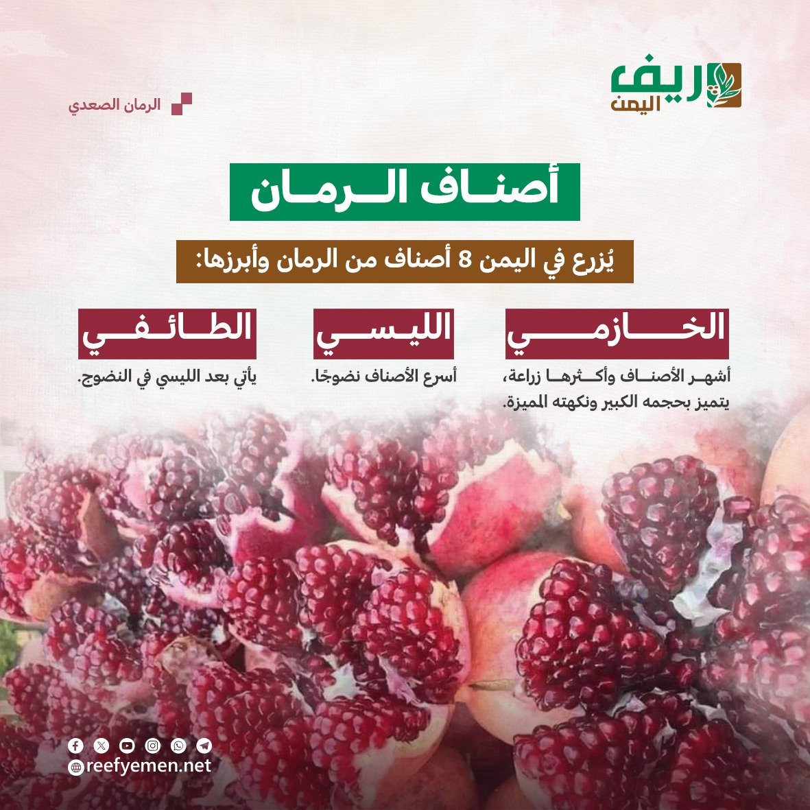 الرمان الصعدي اليمني
