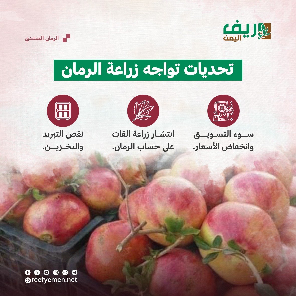 الرمان الصعدي اليمني
